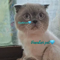 نر اسکاتیش فولد