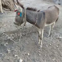 الاغ نر|حیوانات مزرعه|قلعه قاضی, |دیوار