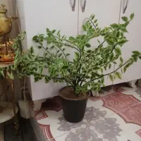 گل زیبا و بزرگ فقط 450|گل و گیاه طبیعی|بناب, |دیوار