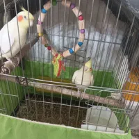 عروس هلندی نروماده|پرنده|مهریز, |دیوار