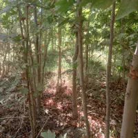 نهال چنار  برغان ،زبانگنجشک هشتگرد