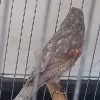 قناری|پرنده|کرمان, |دیوار