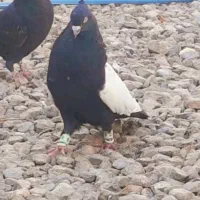 نرسینه سیاه