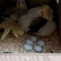 جفت مولد عروس هلندی جوجه عروس هلندی ،عروس مولد|پرنده|وحیدیه, |دیوار