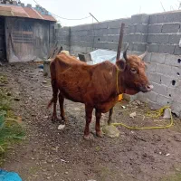 گاوچالوسی ۶ماه حامله|حیوانات مزرعه|لشت نشا, |دیوار