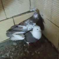 ۱۲عدد کیوتر توقی پرشی دوبر اصل به فروش|پرنده|آستارا, |دیوار