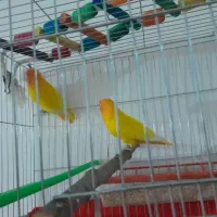 طوطی|پرنده|اردبیل, |دیوار