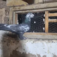 کبوتر اصفهانی بازیکن|پرنده|خمینیشهر, |دیوار