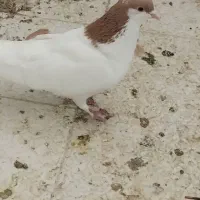 کبوتر خوشرنگ و طوقی|پرنده|فولادشهر, B2|دیوار