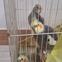 فروش یک جفت عروس هلندی مولد + سه جوجه سالم+۱