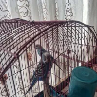 جفت مرغ عشق با جوجه
