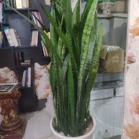 گل طبیعی سانسور یا