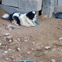 واگذاری پاکوتاه