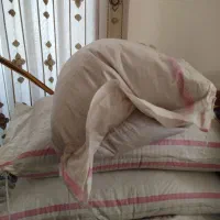 گندم آنا برنا بذر.... روانسر بذری