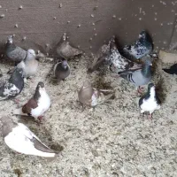 کبوتر یا کفتر