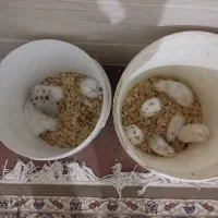 همستر|موش و خرگوش|یزد, |دیوار