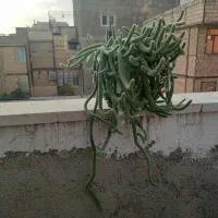کاکتوس ماری|گل و گیاه طبیعی|تهران, بهارستان|دیوار