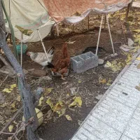 مرغ محلی|حیوانات مزرعه|اسکو, |دیوار