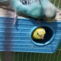 مرغ عشق|پرنده|گلبهار, شهر جدید گلبهار|دیوار