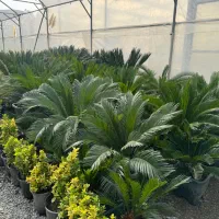 طراحی و اجرا گل و گیاه فضای باز|گل و گیاه طبیعی|ملارد, |دیوار