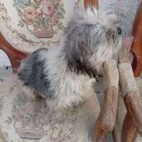 سگ ماده شیتزو 8ماهه|سگ|چهارباغ, |دیوار