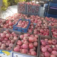 انار درجه ا