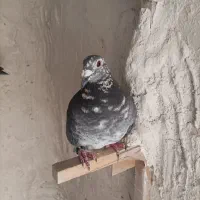 کبوتر پلاکی کشکی سینه سفید .کفتر|پرنده|خرامه, |دیوار