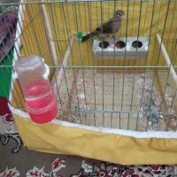 قناری ماده سبز