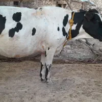 بره نر افشار
