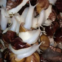 حلزون آچاتینا و آلبینو پوستی زیر قیمت