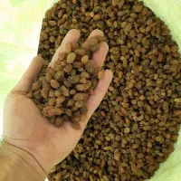 کشمش افتابی و تیزابی