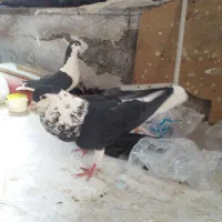 کفتر سیاه بال جفت|پرنده|مشهد, فاطمیه|دیوار