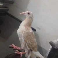 پلاک ومومر کله اسبی