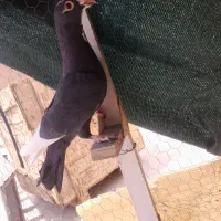 طوقی و پلنگ