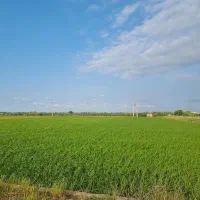 فروش-زمین-کشاورزی-چپکرود-جویبار