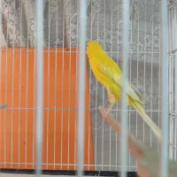 قناری رسمی بلند|پرنده|مشهد, امام خمینی|دیوار