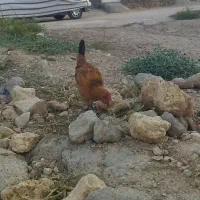 جوجه و باروک محلی اصل