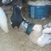 بهبهونی جفتی