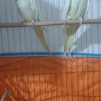 عروس هلندی لوتینو جفت مولد