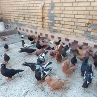 کبوتر رنگی|پرنده|اهواز, عین ۲|دیوار