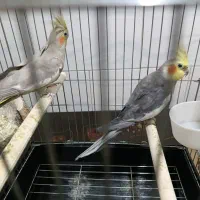 یک جفت پرنده عروس هلندی بالغ|پرنده|محمدیه-قزوین, |دیوار