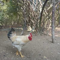 خروس محلی|حیوانات مزرعه|فومن, |دیوار