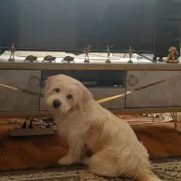 خوشکل و باهوش