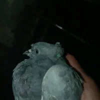 کبوتر هواکش