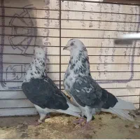 کبوتر نروماده