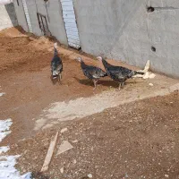 بوقلمون ماده