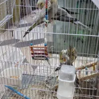 عروس هلندی با مرغ عشق|پرنده|بندر ماهشهر, |دیوار