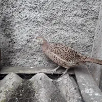 مرغ|حیوانات مزرعه|رشت, جماران|دیوار