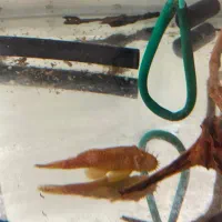 ماهی کت پوزبوته ای نرمعاوضه با کت پوزبوته ای ماده|ماهی|مرودشت, گندم|دیوار