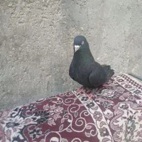 کبوتر اصهانی